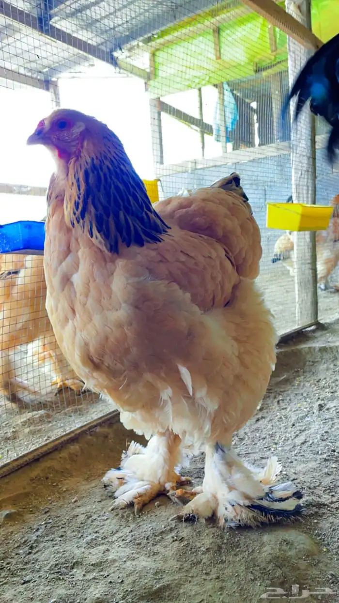 دجاج براهما بوف توب 1