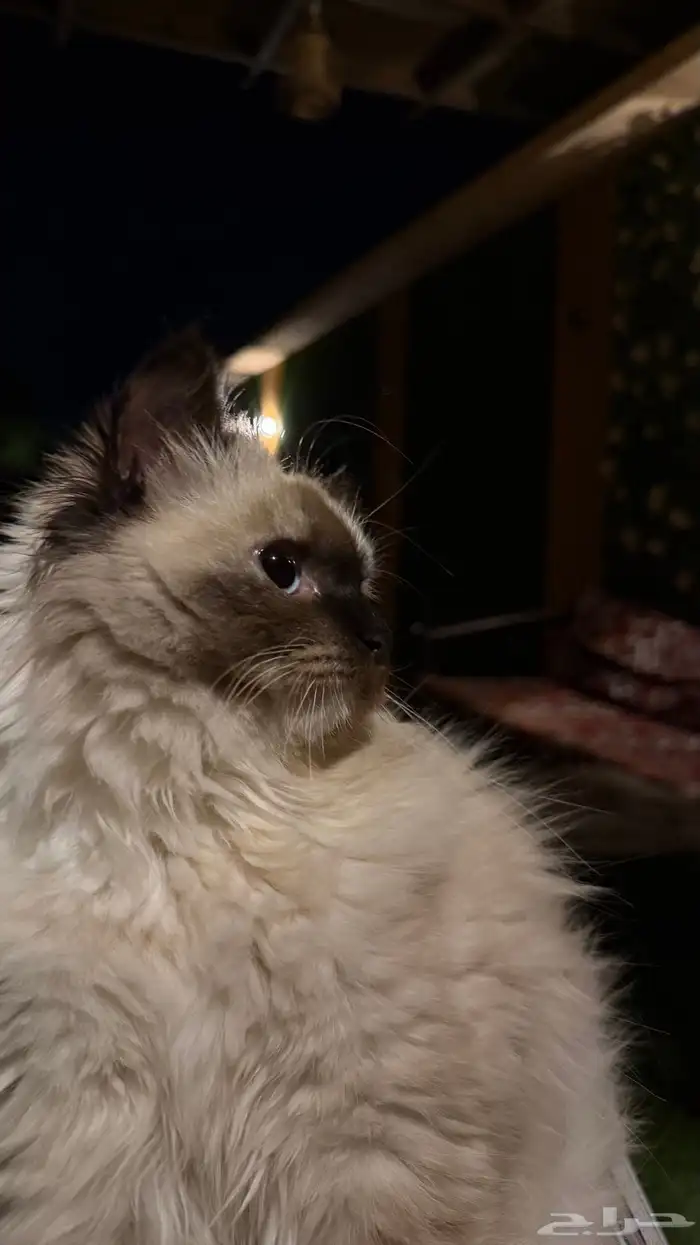 قطه هملايا للبيع 2