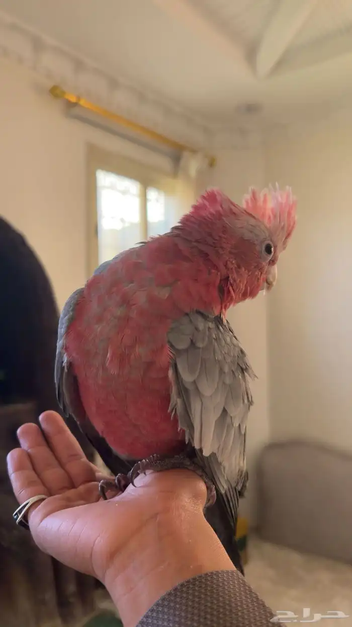 كوكاتو قالا 3