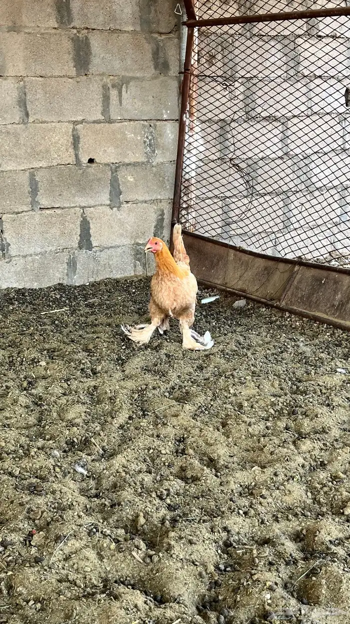 دجاج تركي للبيع على اسوم 0