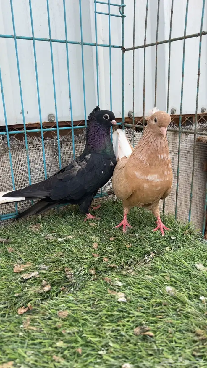 حمام قطيفي 4