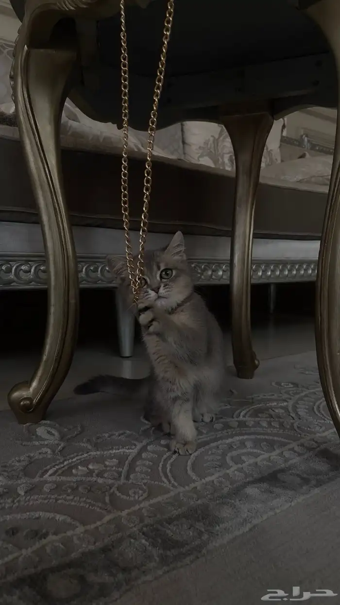 قط ذكر هجين سكوتش و شيرازي للبيع 10