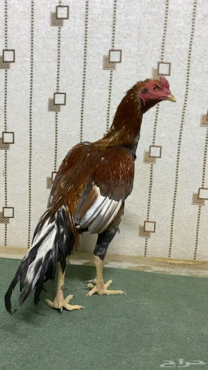 ديك باكستاني سندي سلالة غبشان للبيع 5