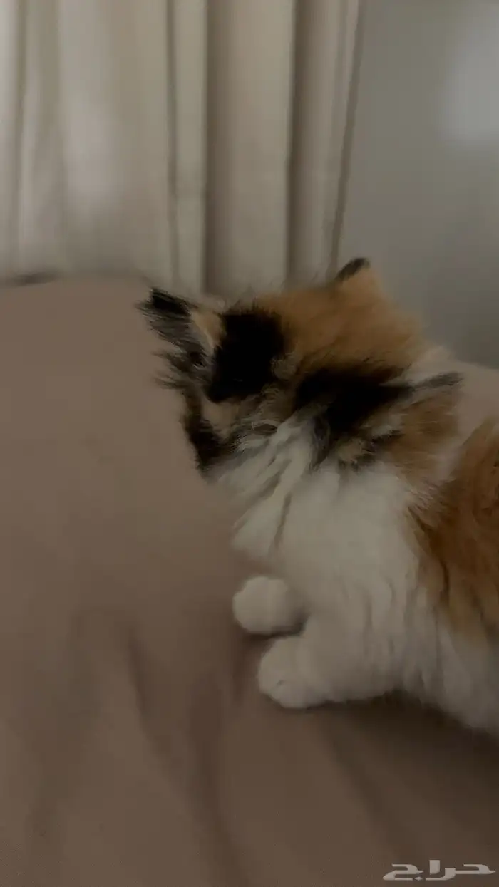 قطط صغيره 4