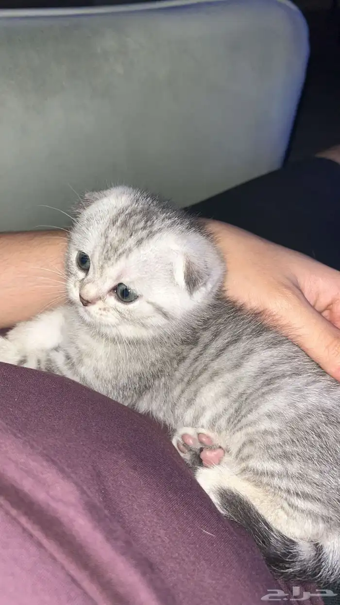 قط سكوتش فولد مفقود 3