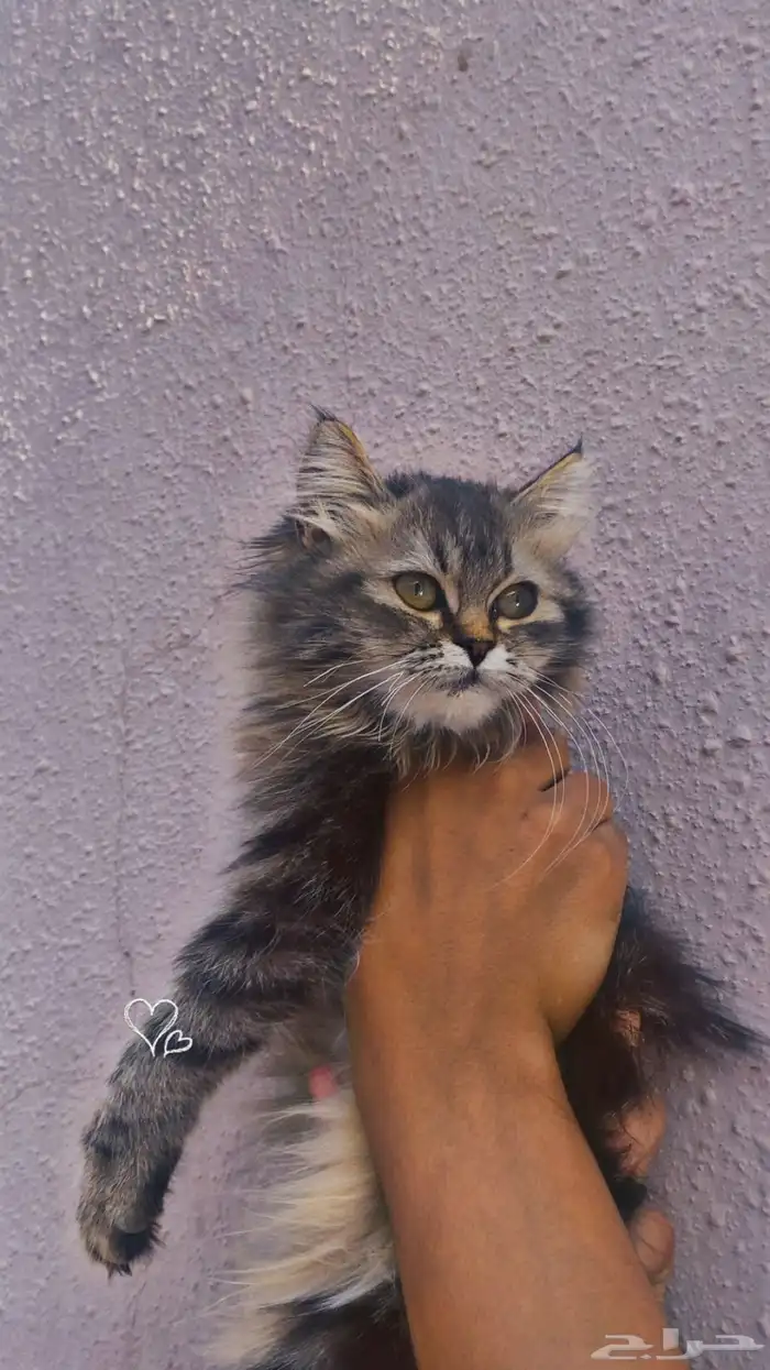 قط ذكر شرازي 0