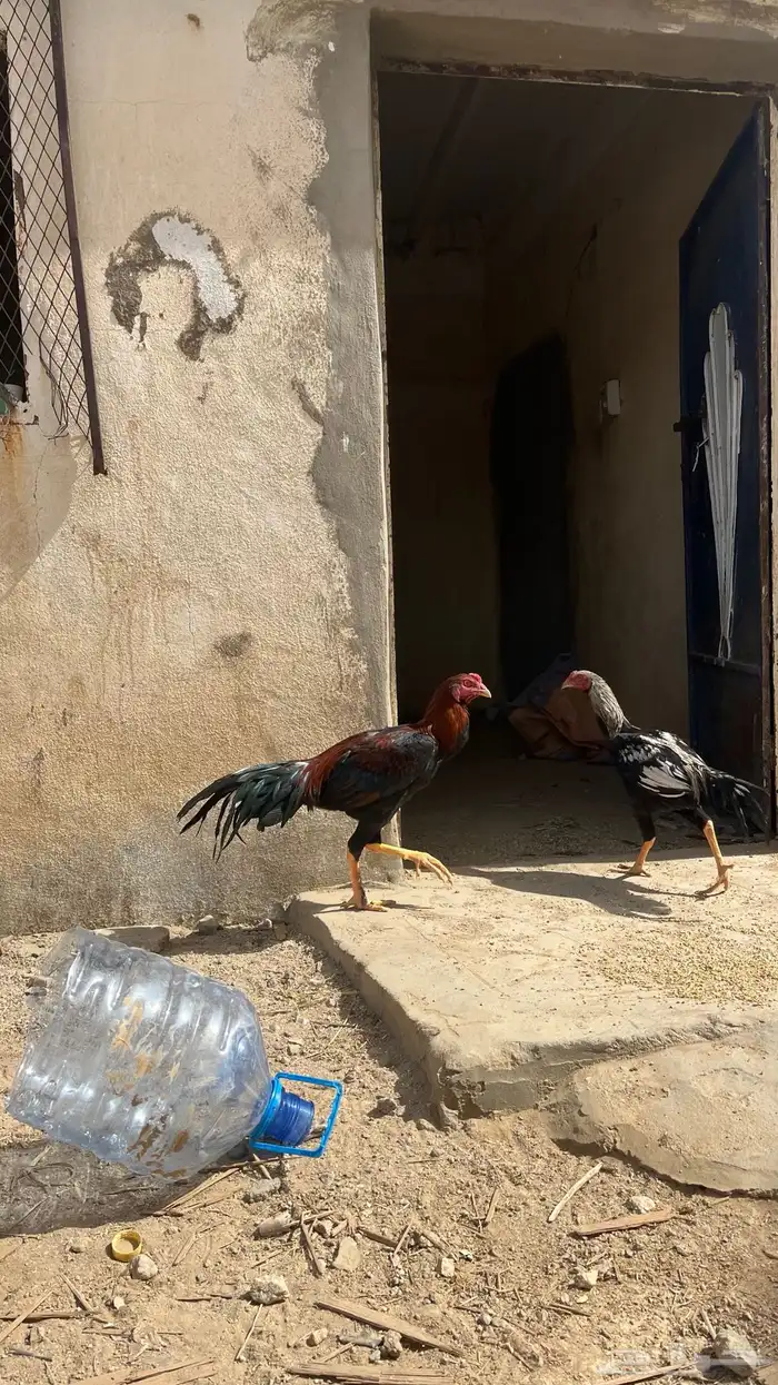 دجاج ديكه بكستاني 2