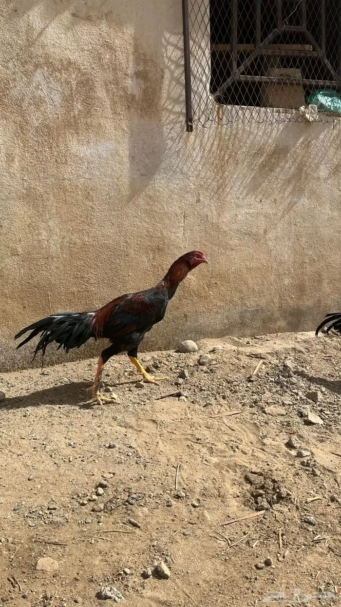 دجاج ديكه بكستاني 0