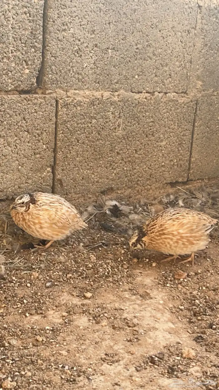 سمان بياض للبيع 1