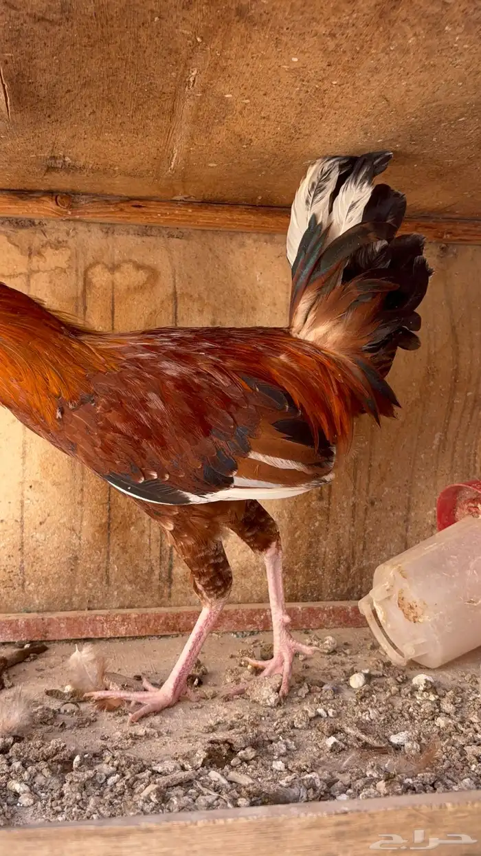 دجاج بياض بلدي اصيل 17