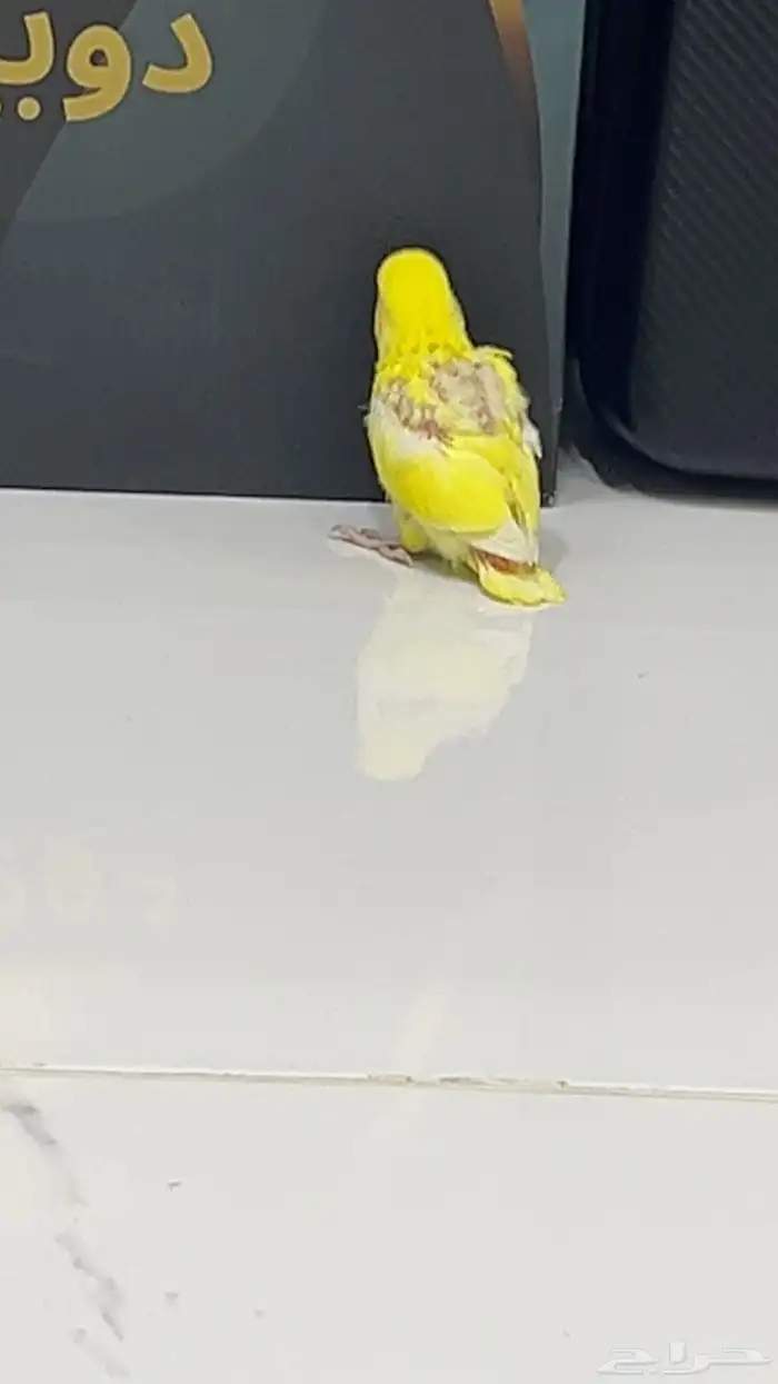 فرخ روز لاتينو شامل ملحقاته 2