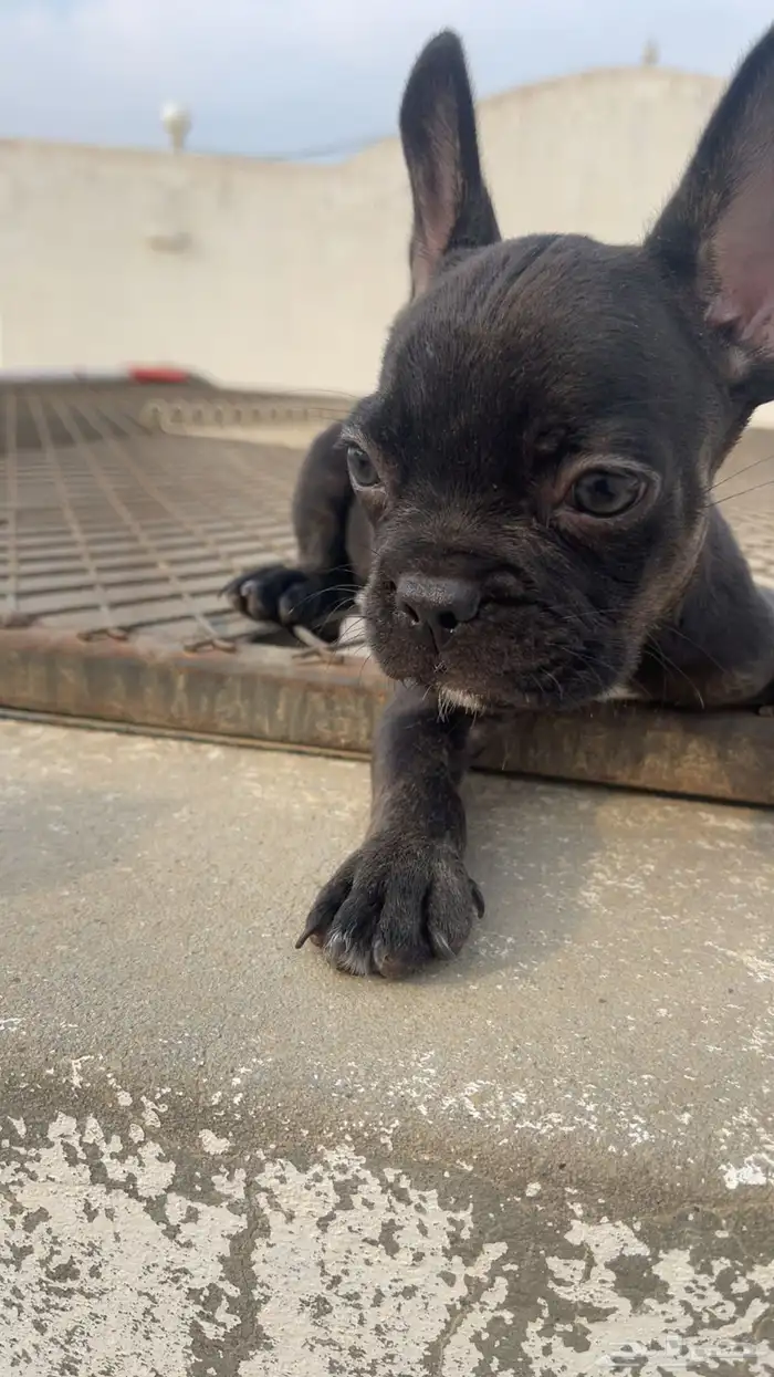 فرنش بول دوق بيور 45يوم 4