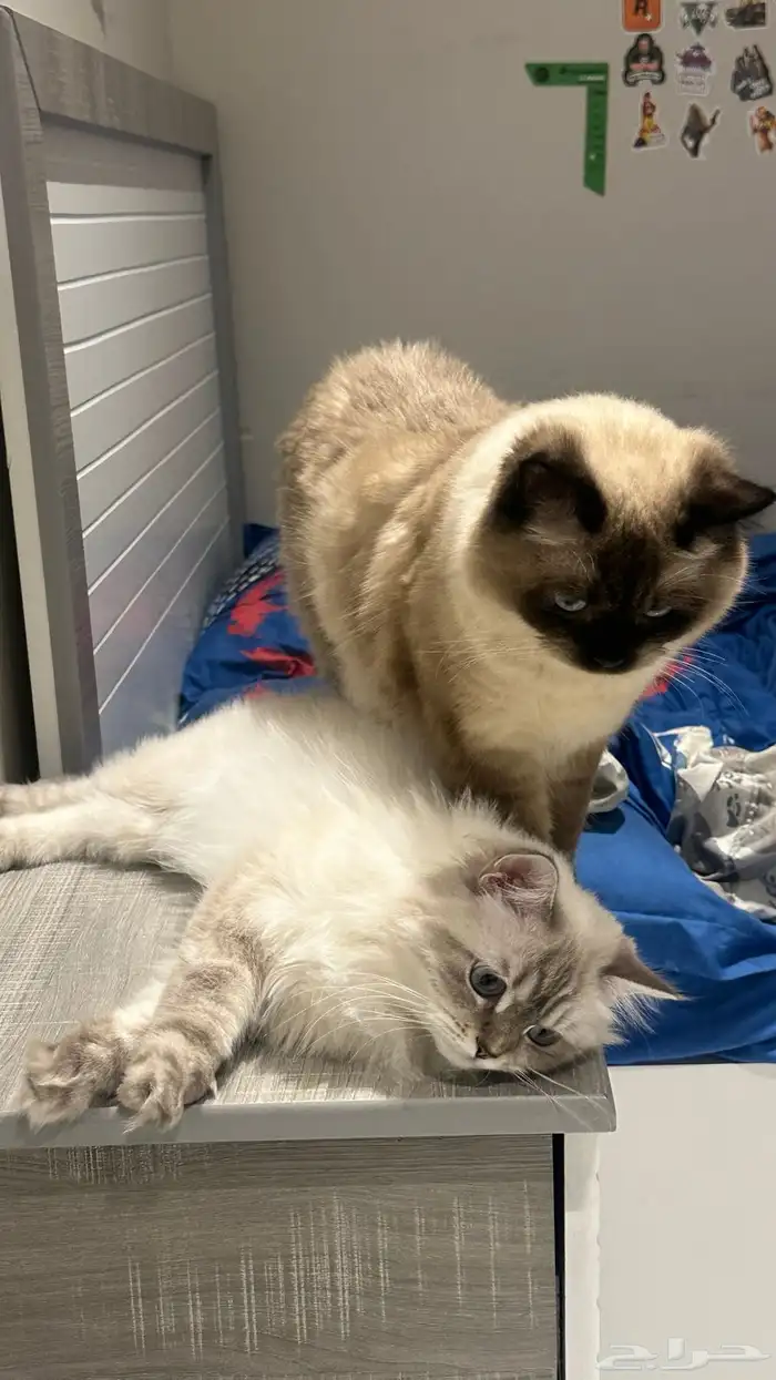 قطه هملايا شيرازي وقط هملايا 0