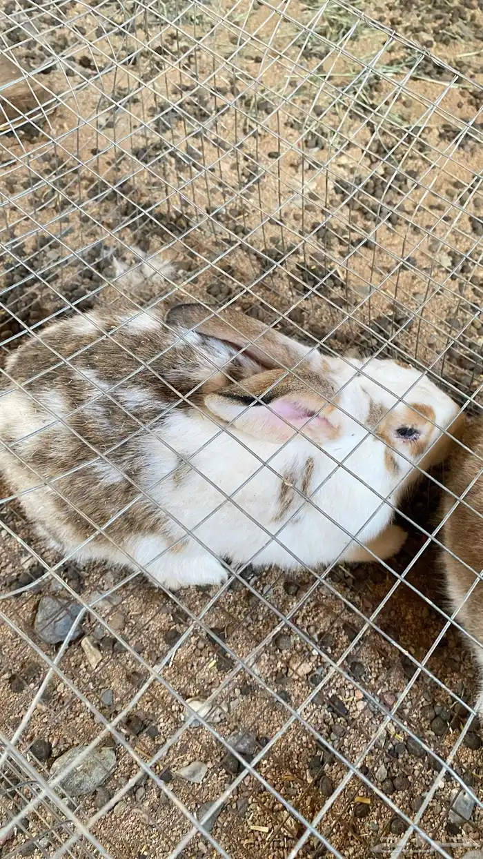 للبيع ذكور أرانب العدد 4 العمر سنه سليمه من جميع الأمراض 0