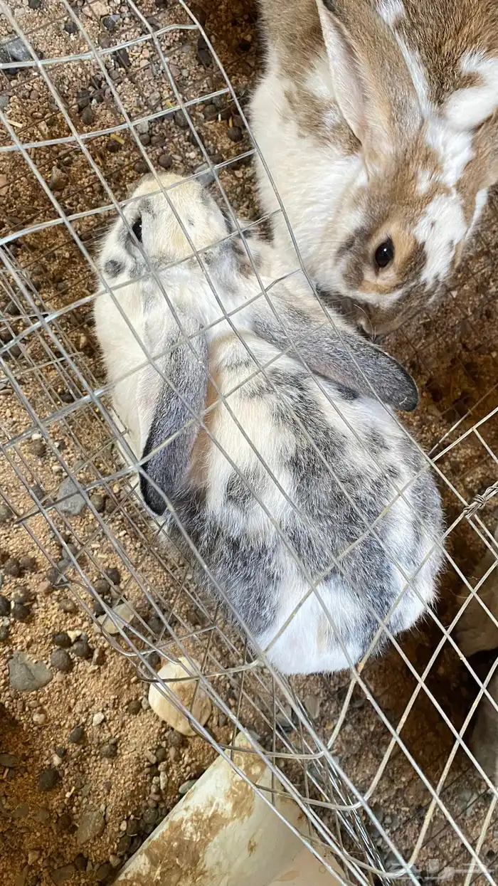 للبيع ذكور أرانب العدد 4 العمر سنه سليمه من جميع الأمراض 1