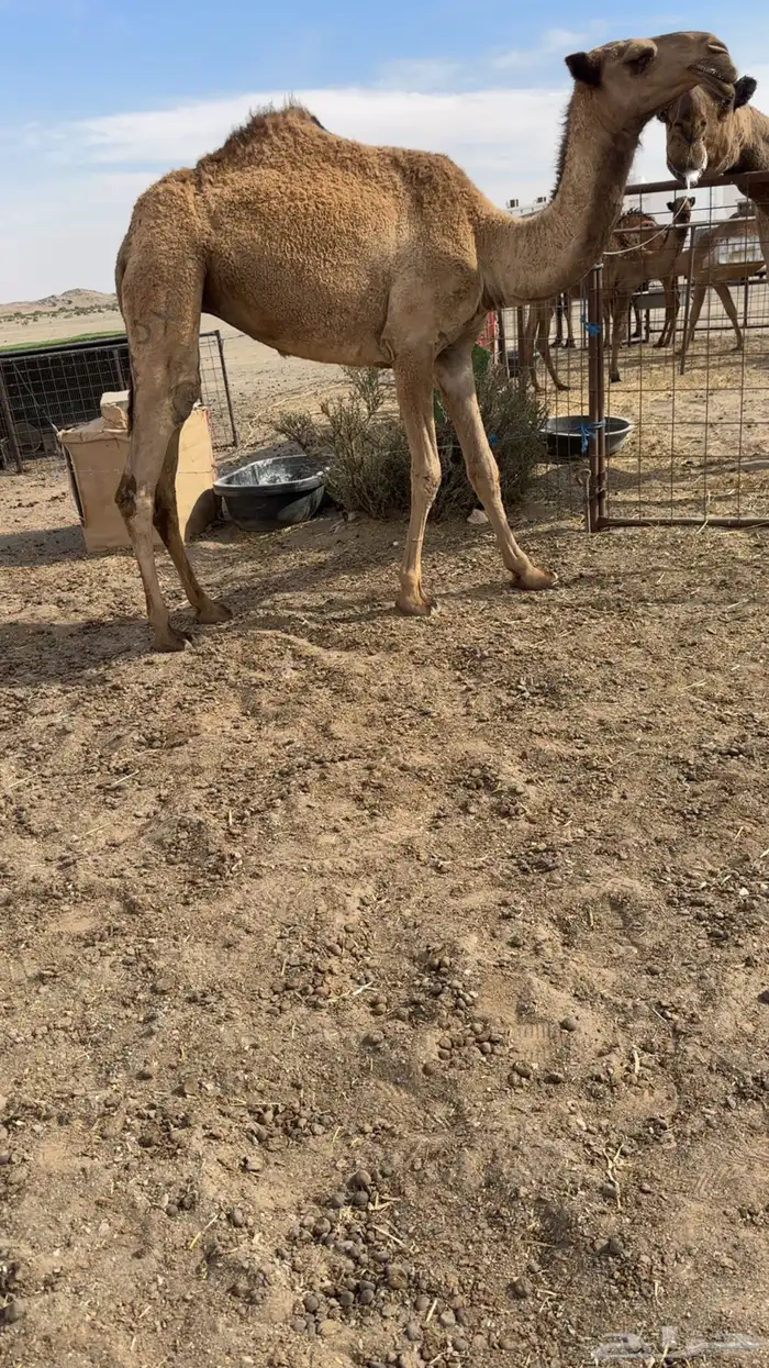 للبيع بكره دبيانيه كفو مفورده تدخل 1