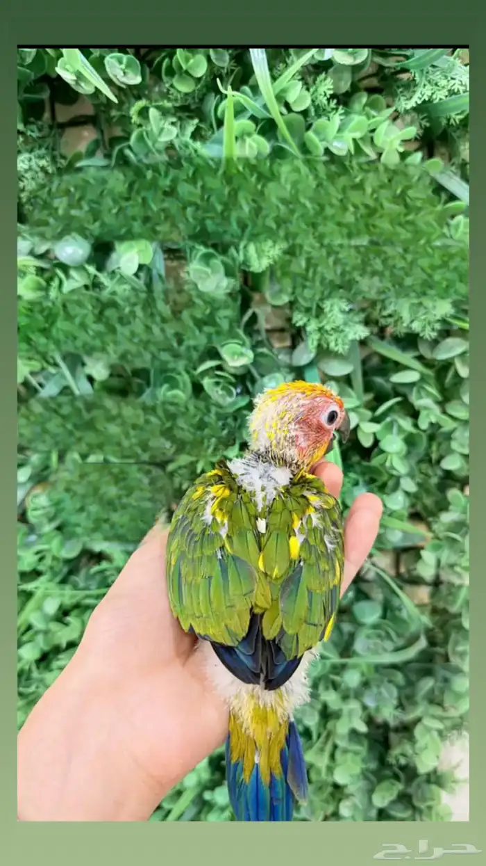 فرخ صن كنيور (انتاج محلي ) صبغه 1