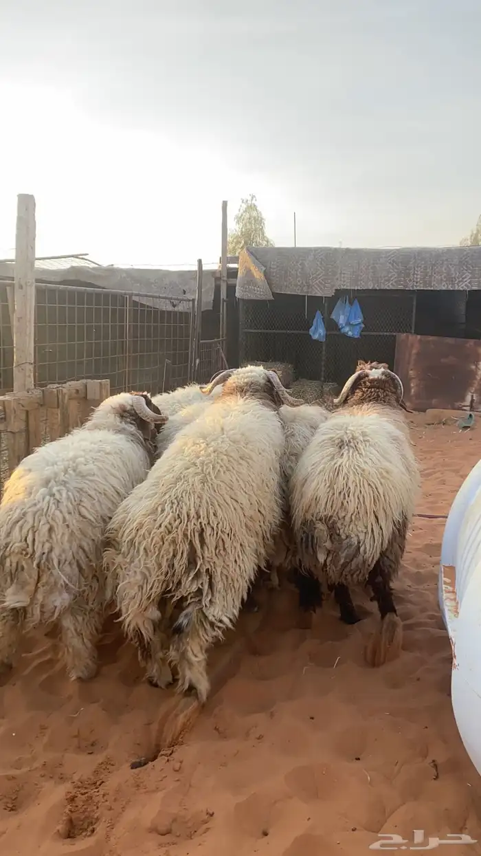 بهم نعيم جبر 6