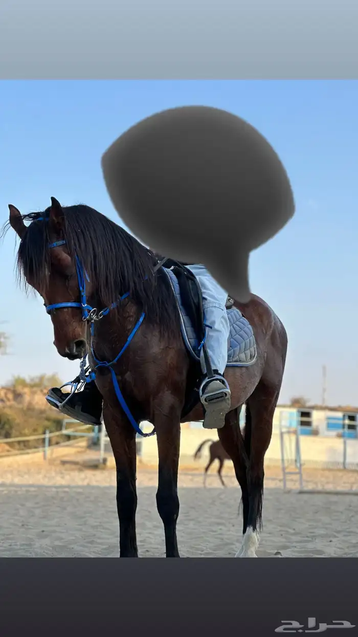 حصان للبيع 1