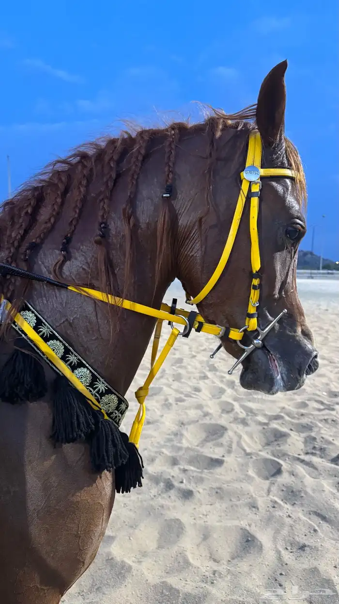 فرس شعبيه شيخه 3