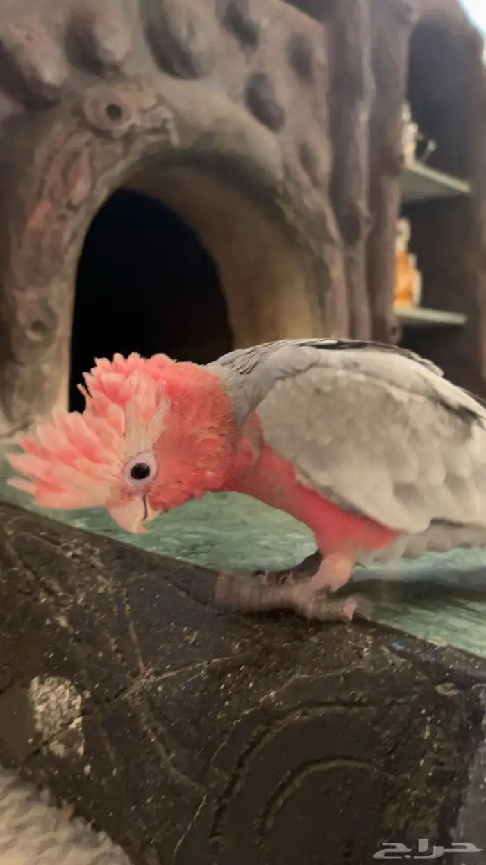 كوكاتو قالا 0