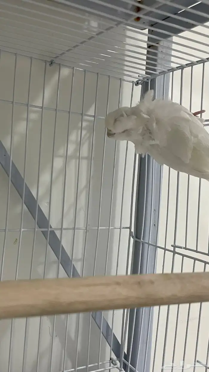 بادجي هوقو و روز البينو للبيع 1