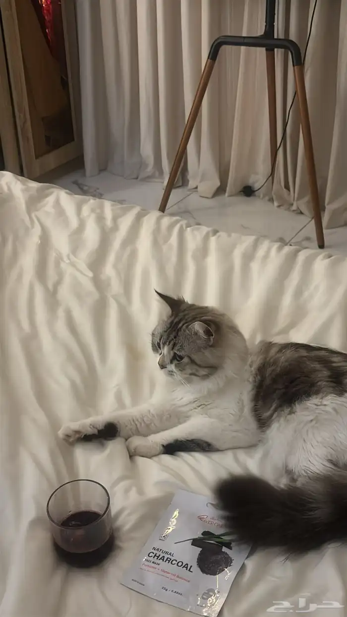 قطو للتبني 0