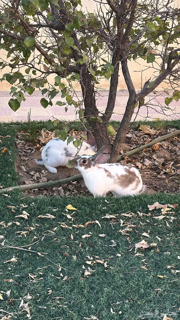 أرانب ايطالي للبيع 1