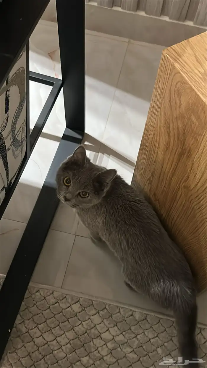 قطوه لتبني 1