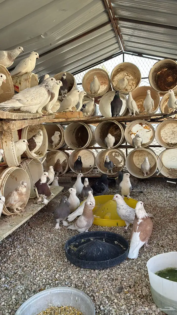 للبيع حمام مشكل 1