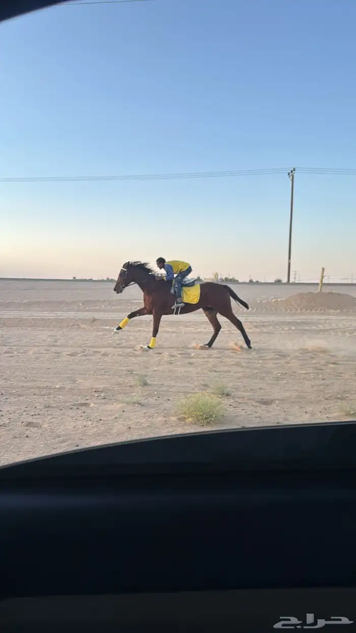 حصان انجلينزي سسباق سسرعه 0