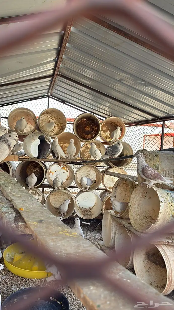 للبيع حمام مشكل 3