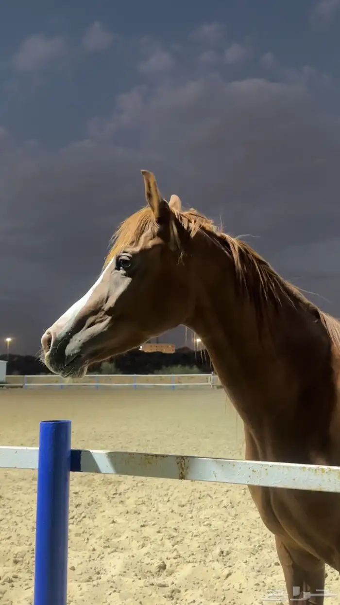 فرس شعبيه شيخه 0