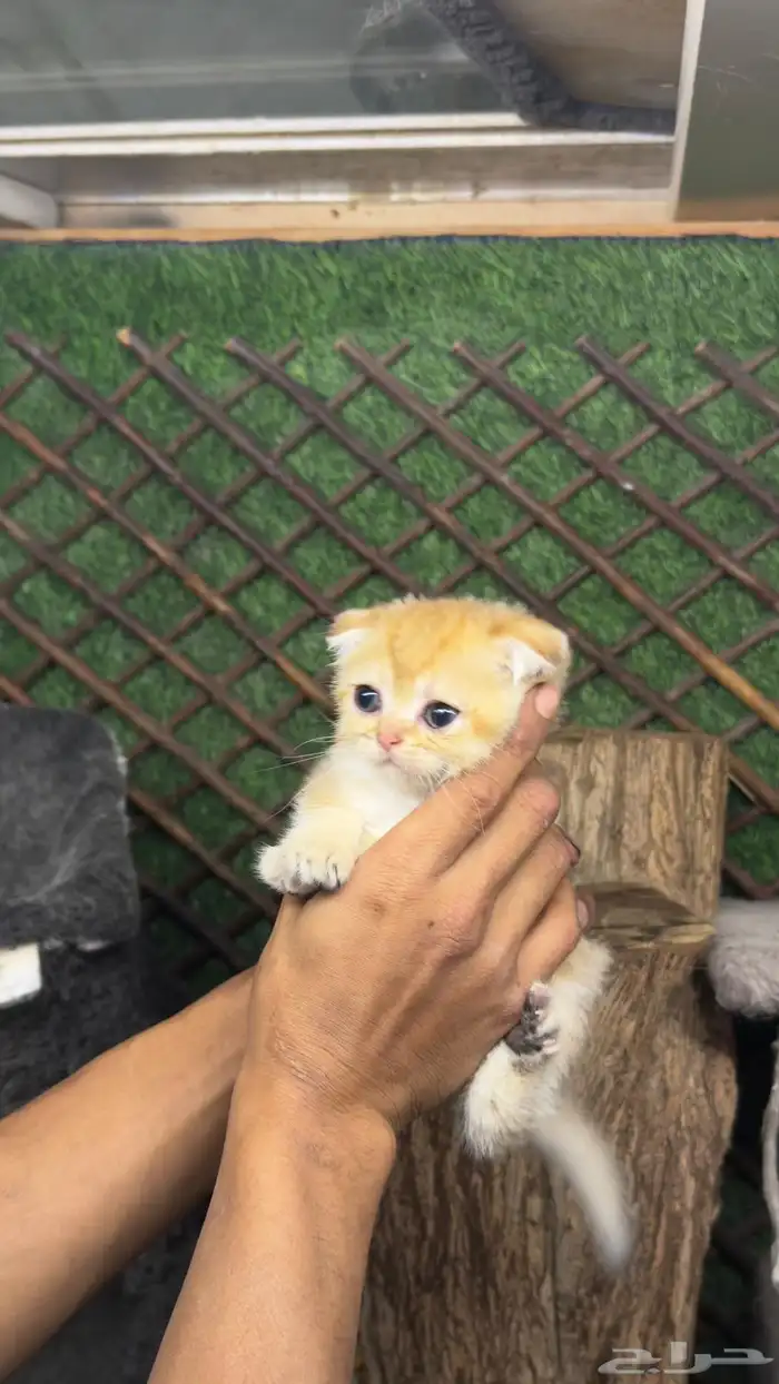 قطط سكواتش بيور 7