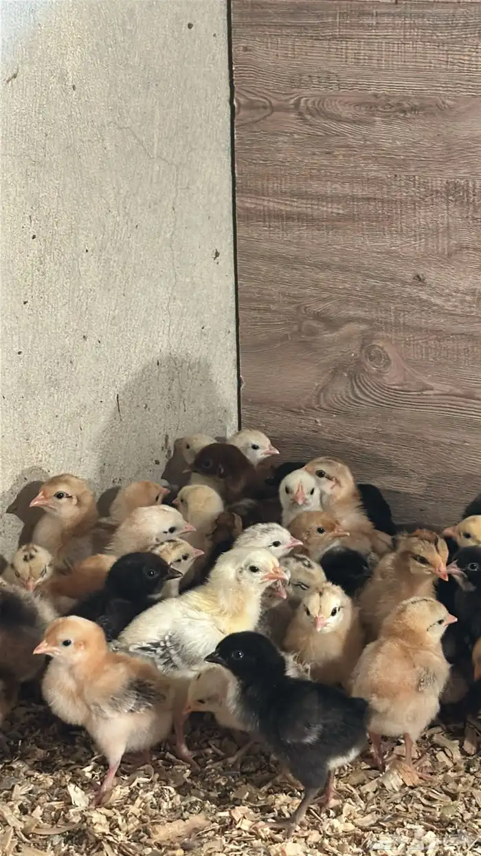 صيصان دجاج بلدي للبيع 2