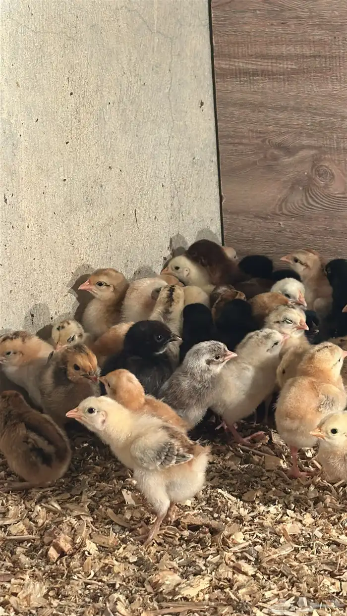 صيصان دجاج بلدي للبيع 1