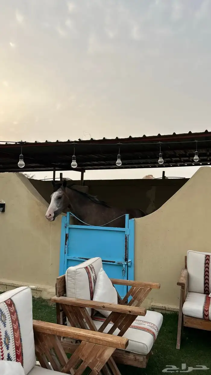 تعليم ركوب خيل 1