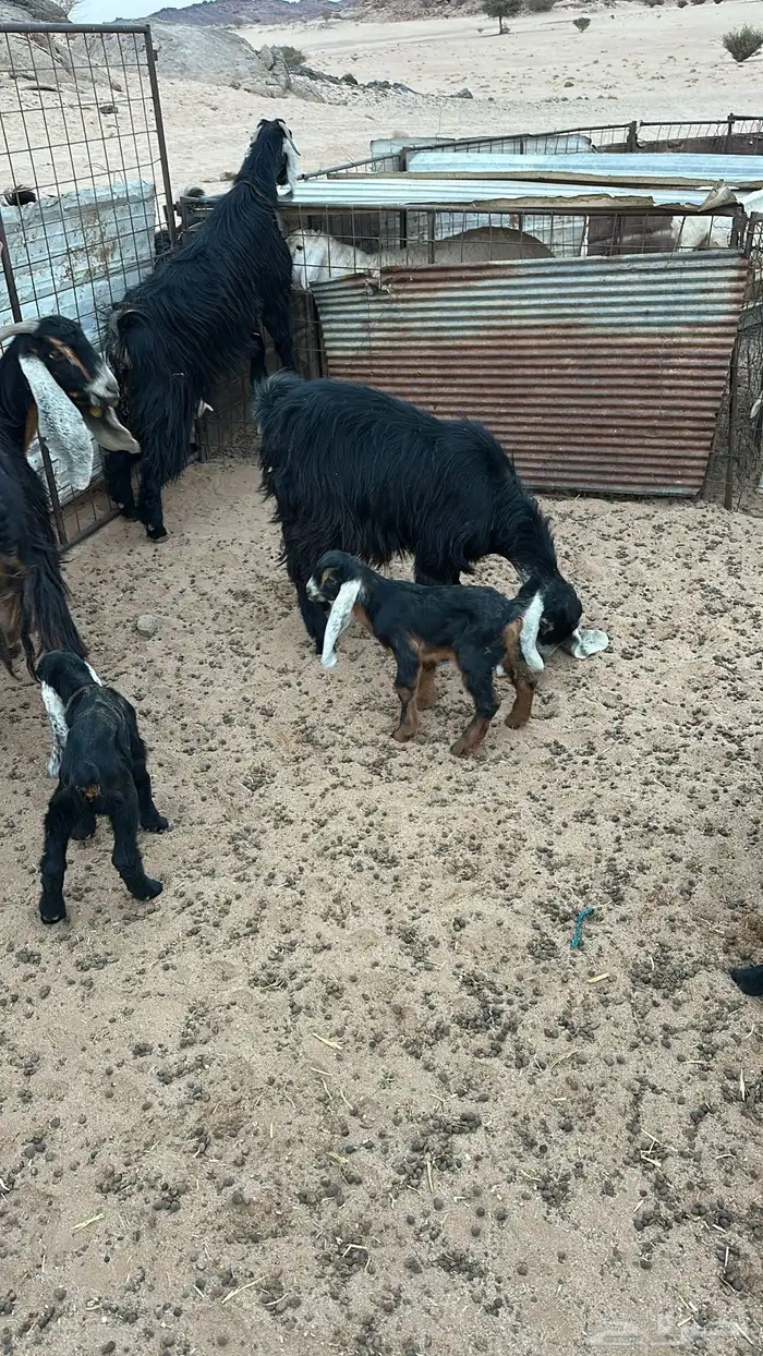 خلفات للبيع 2