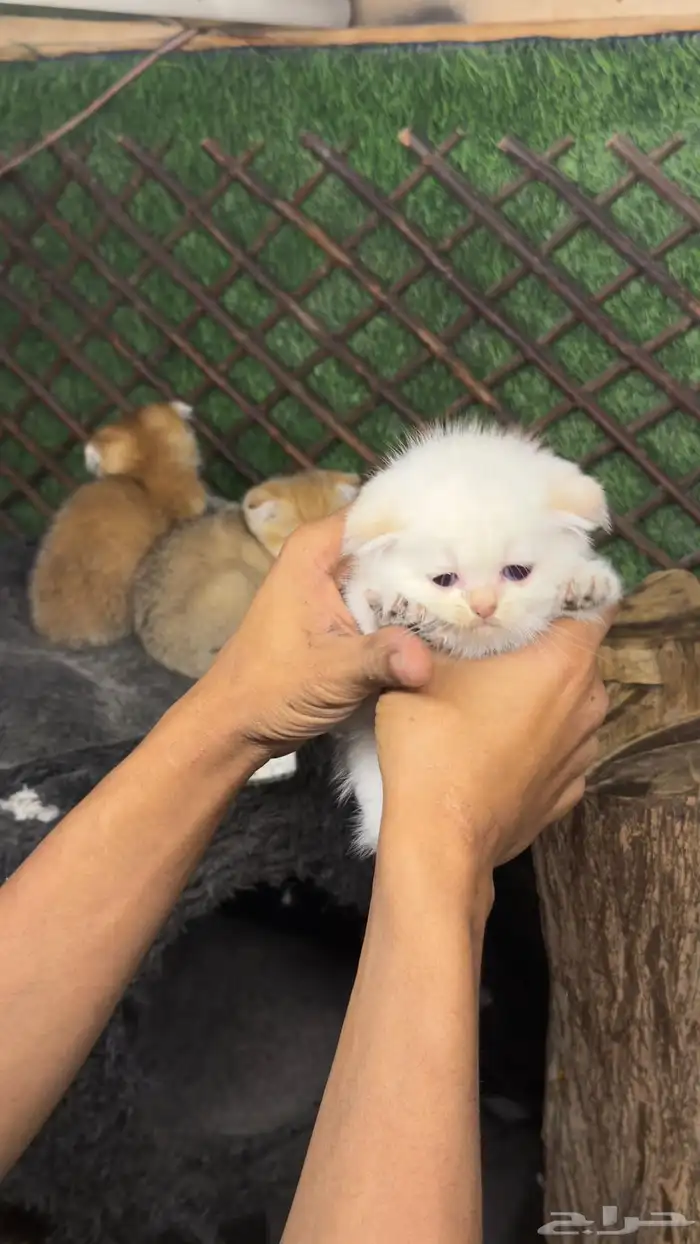 قطط سكواتش بيور 11