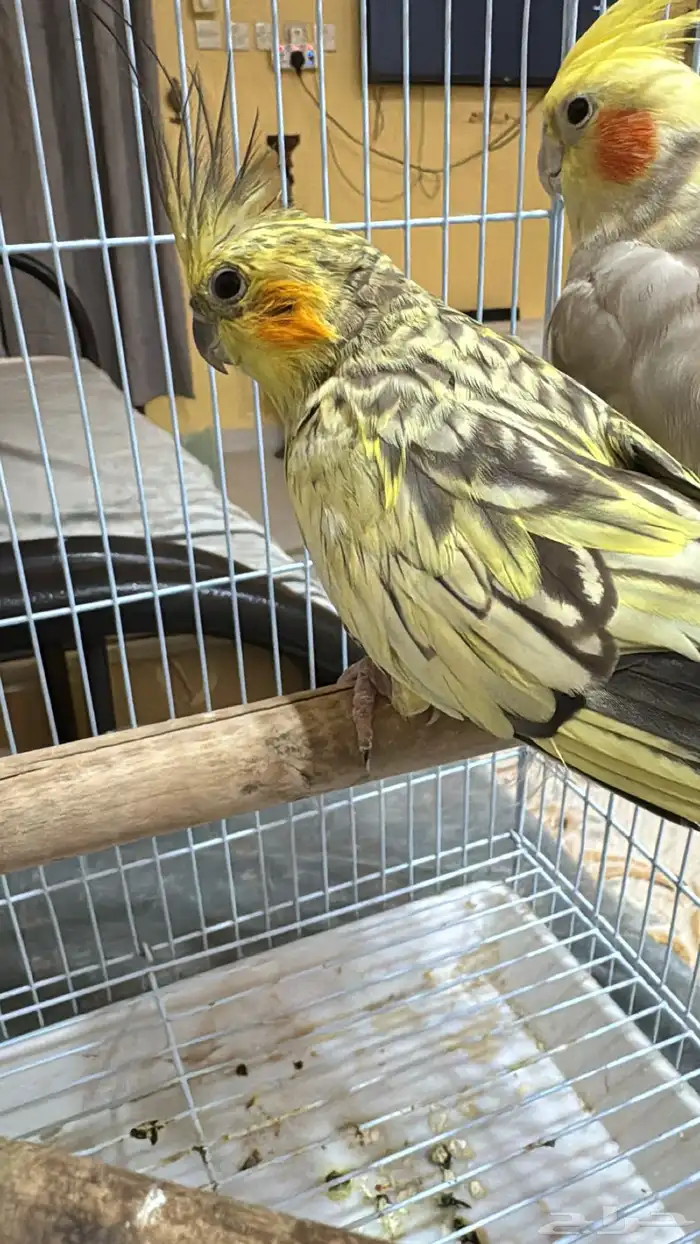 كروان انثى 4