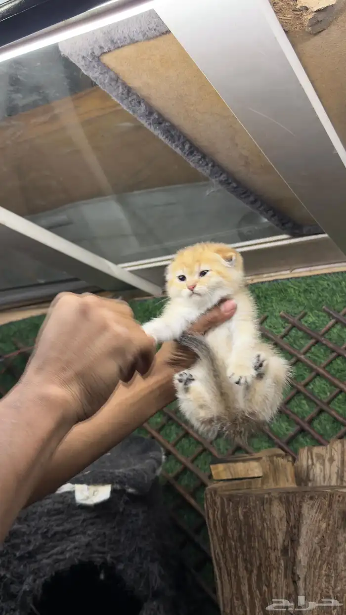 قطط سكواتش بيور 5