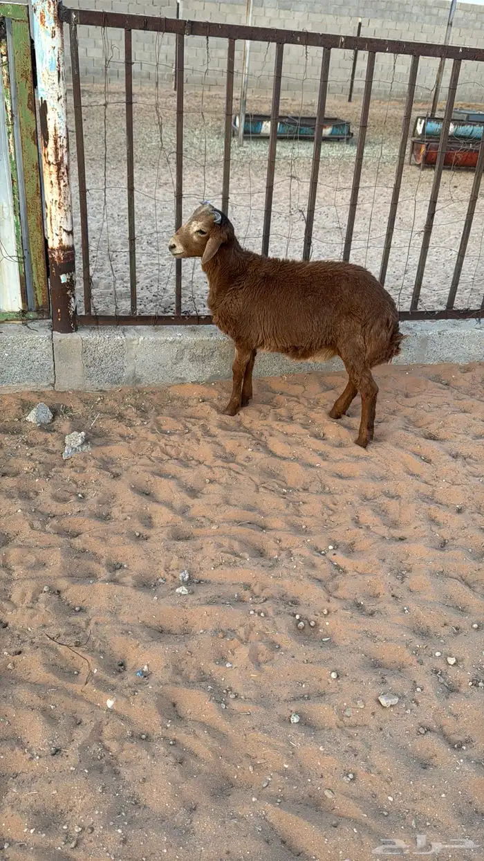 رفيدي خروف 3