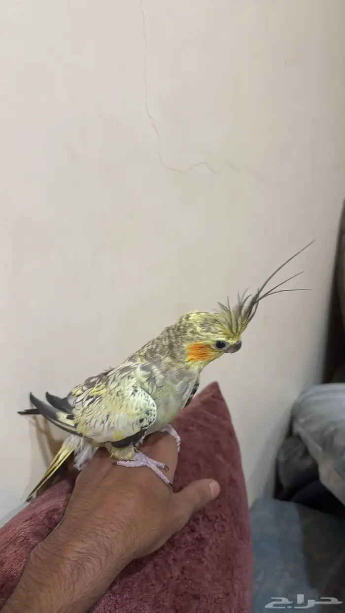 كروان انثى 0