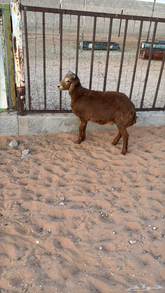 رفيدي خروف 4