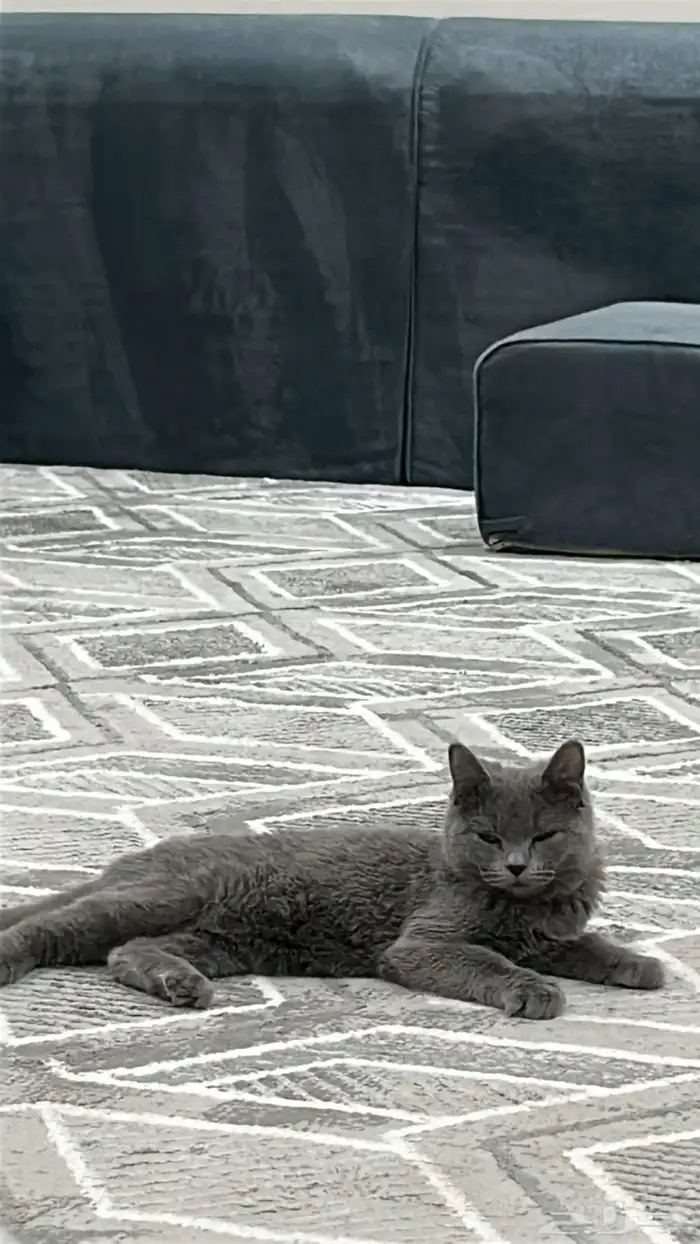 قطوه لتبني 0