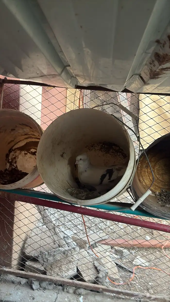 حمام رقاص منتج شرط 5