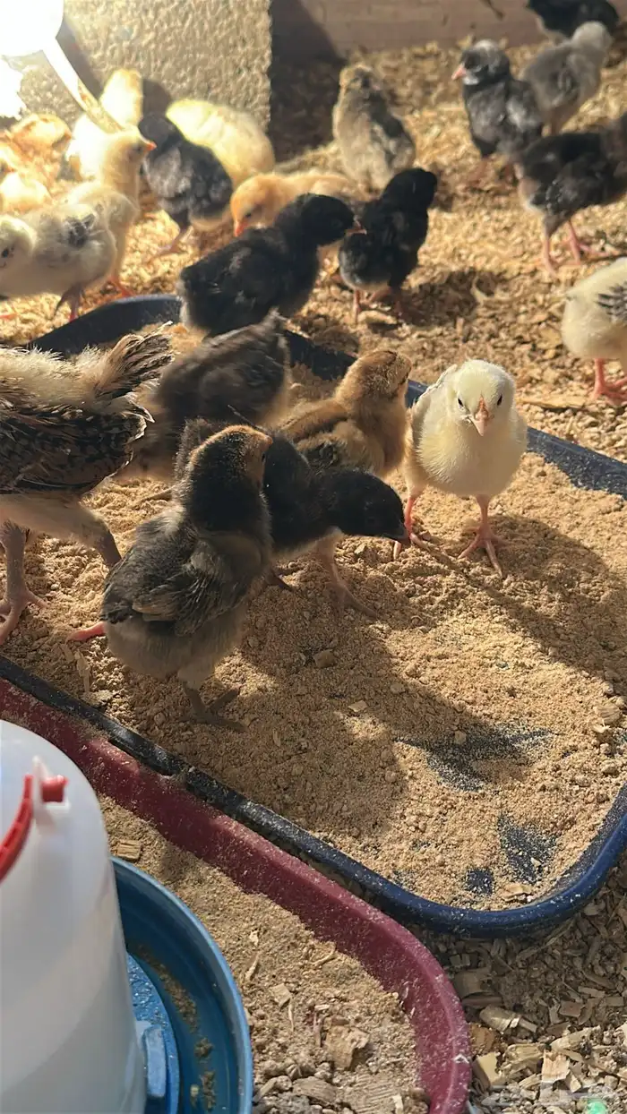 صيصان دجاج بلدي للبيع 0