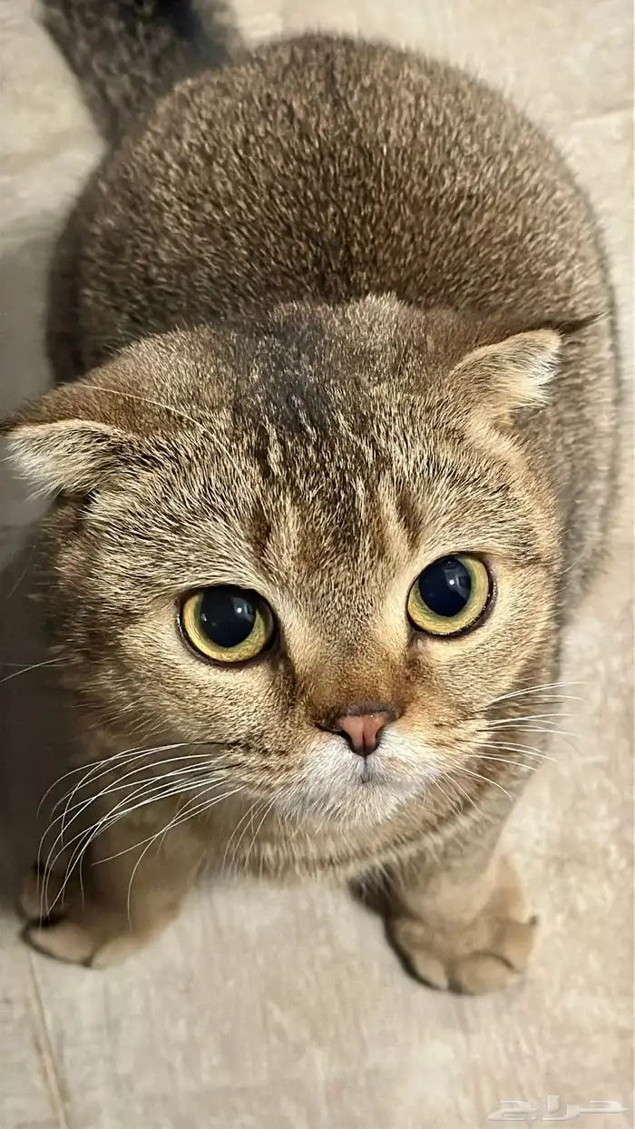 قطه سكوتش فولد طالبه تزاوج 0