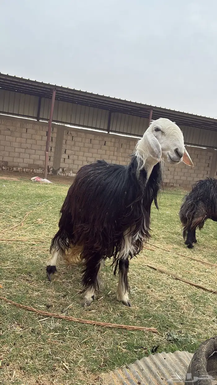 نعجه نجديه رباعيه طيبه دافع (تيماء) 1