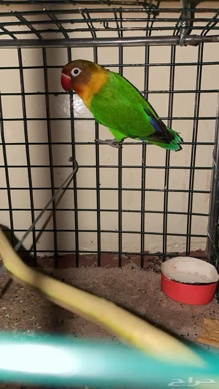 طائر الروز 1